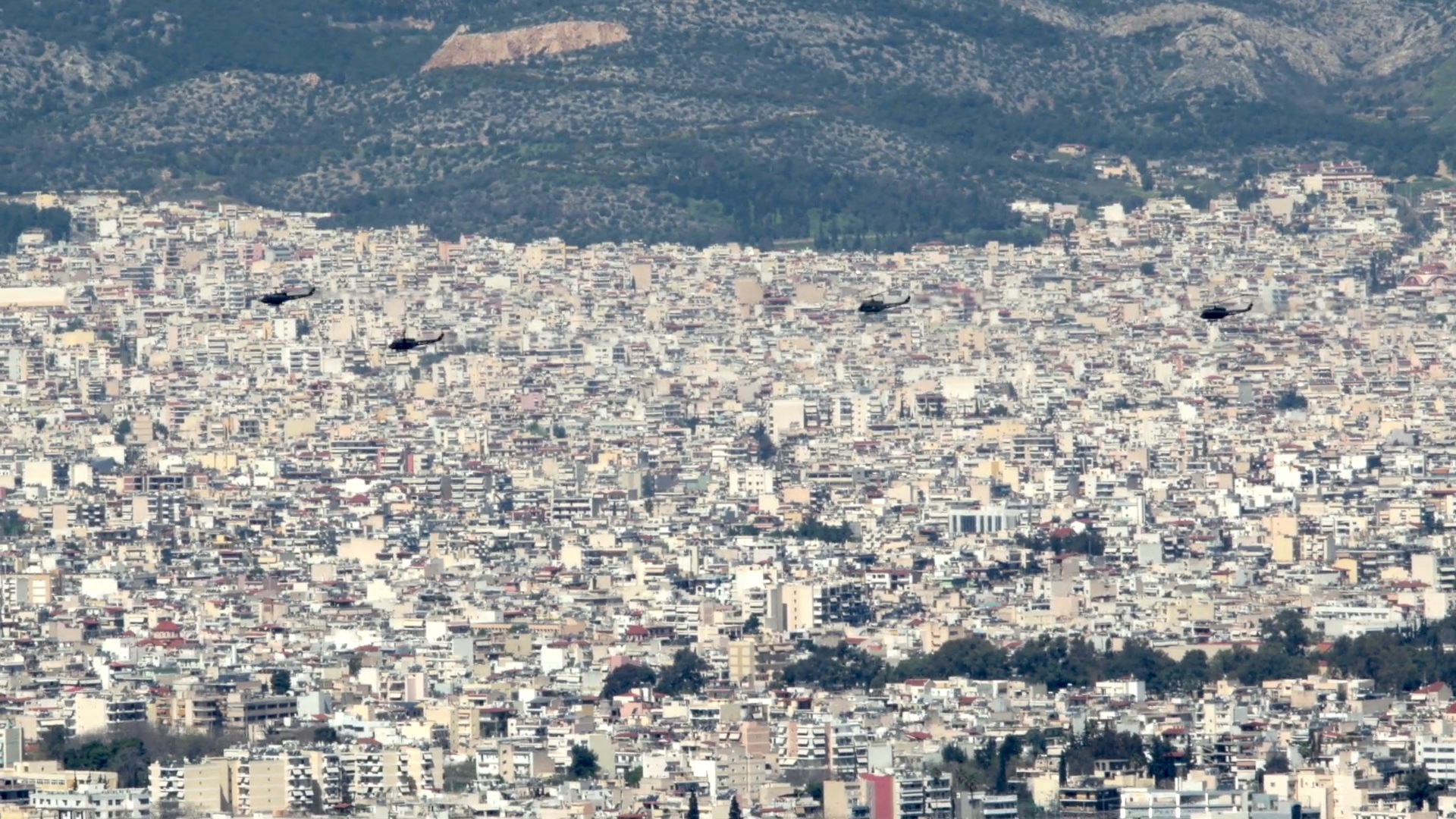 city and birds